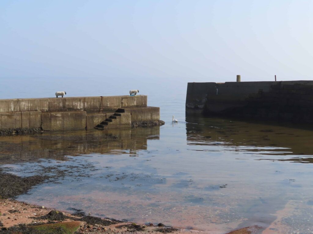 Corrie Harbour with sheep and swan
