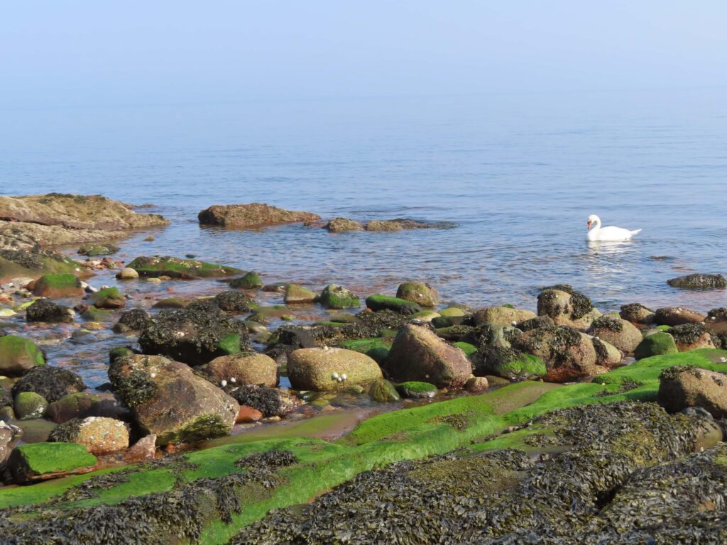 Corrie Harbour with swan. Isle of Arran